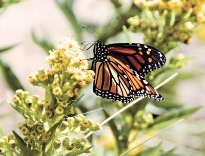 Monarch butterflies are in the midst of their fall migration, which will culminate in the mountains of central Mexico.