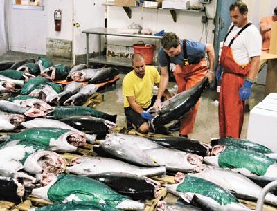 Bigeye tuna were graded at Gosman’s Dock in Montauk last week. The prized tuna were caught by a commercial longline fisherman. Sport anglers also got into the bigeye action that took place in the Hudson Canyon.