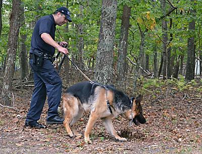 A report of a stolen iPhone led police on a manhunt in Springs last Thursday. O’Reilly, a German shepherd, searched with State Trooper Kevin Drew.