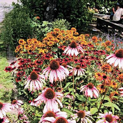 Cone flowers and rudbeckias along the road