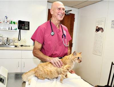 Mr. Sea Crest, a feral tabby rescued from the Napeague residences of the same name, has been taken on as the office cat at the East Hampton Veterinary Group by Dr. Paul Hollander.