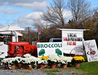 Potato farms are a feature of the South Fork landscape that is often taken for granted, but now that the harvest is in, the bounty can be mashed, hashed, baked, and fried in time for the holidays.