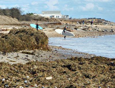 A snarl of dune grass, seaweed, logs, and plastic lined Ditch Plain in the wake of Hurricane Sandy.