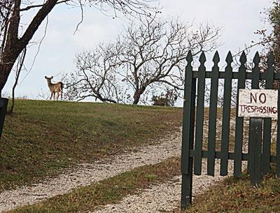 The number of deer in East Hampton Town will be counted in the coming months using aerial infrared photography as a first step in a townwide deer management plan, which will be the subject of a town board hearing on Dec. 6.