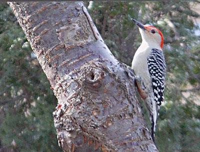 This red-bellied woodpecker was spotted in Sag Harbor.