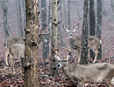 In that 20-or-so-mile stretch including Montauk Highway, Bluff Road, Further and Dunemere Lanes, Route 114, and Noyac Road, there were no less than 80 deer.