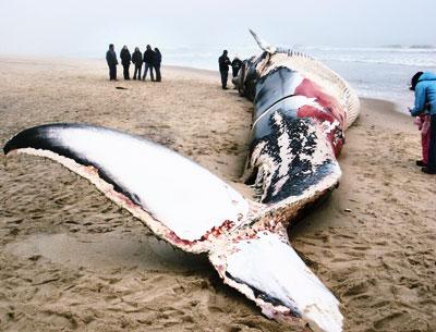 Riverhead Foundation staff — and hundreds of spectators — seized a rare opportunity to examine a dead whale up close after a 58-foot female finback washed onto the Napeague Beach on Sunday.