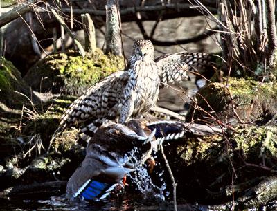 The natural world in action at the Nature Trail in East Hampton, as an immature Cooper’s hawk dragged a mallard to the water’s edge.