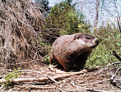 Woodchucks have been making their way east on Long Island. This one was photographed by remote camera last summer outside its Bridgehampton burrow for Jill Musnicki’s “What Comes Around” art installation, part of the Parrish Art Museum Road Show.