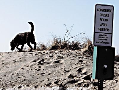 The East Hampton Village Board is considering greater restrictions of dogs on village beaches in the summer months and a requirement that they be kept on leashes.