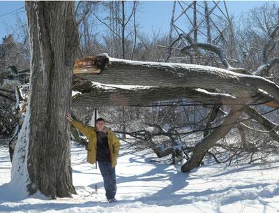 A large tree in front of Tom Steele’s house on Accabonac Road in East Hampton topped during the snowstorm, blocking the road for several days.