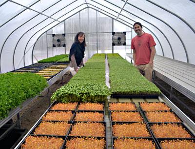 Marsha LaTessa and Brendan Davison plan to increase Good Water Farms’ year-round production of microgreens, which they deliver now to retailers and restaurants around the East End and in New York City.