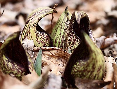 Skunk cabbages have been blooming, a sure sign that spring is on its way.