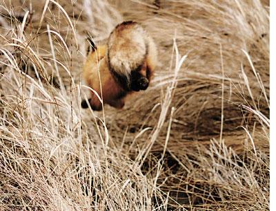 A red fox leaped into the reeds at Fresh Pond in Amagansett. The local fox population is booming, and for now is free of mange.