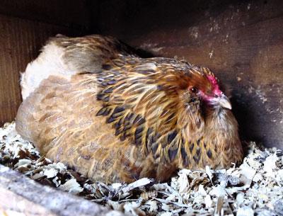 Which came first? An Amagansett hen practiced the art of production.