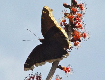 The mourning cloak butterfly is the first butterfly by a long shot to make its appearance here each year.