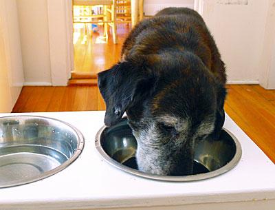 What dogs enjoy eating and what is good for them can differ as much as it can for humans.