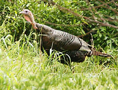 Benjamin Franklin wanted the wild turkey to be the country’s official bird. Hmm.