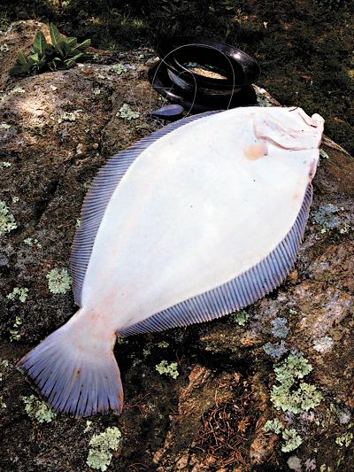 Peter Spacek caught this nine-pound fluke from his kayak off Ditch Plain in Montauk.