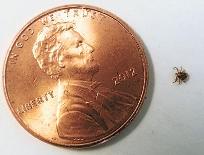 Ticks that harbor a handful of illnesses may barely be noticed due to their small size. The most prevalent this year so far has been the lone star type, which can bring on an allergy to red meat.