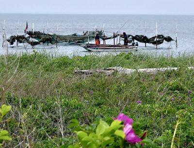 Fishermen in Montauk’s Fort Pond Bay checked their traps. Squid, among the species usually found in traps in early June, has been relatively absent from local waters this spring.