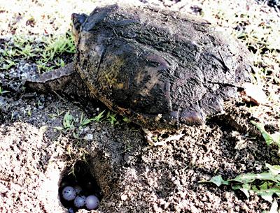 A snapping turtle laid her eggs in a safe spot at East Hampton’s Nature Trail last week.