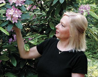 The botanical artist Karen Kluglein lives in a pine forest in Northwest, where she competes with the deer for much of her subject matter. Her watercolor of Rosa rugosa will be this year’s poster for the upcoming Ladies Village Improvement Society Fair.