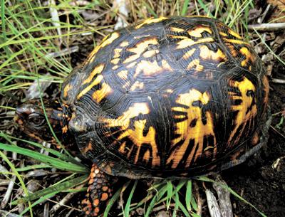 Eastern box turtles seem to be a rarer sight on the South Fork in recent years. Here, one was photographed laying eggs.