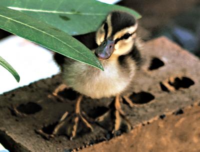 One of 11 ducklings hatched in an enclosed courtyard at the East Hampton Library that will likely have to be caught and relocated by hand when they have grown in size.