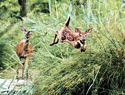 In our columnist’s opinion, one of the most serious charges against deer — that they are destroying the South Fork’s low woodland vegetation — is off the table.