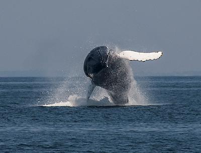 On an offshore trip with Sea Turtle Dive Charters out of Montauk, a humpback whale launched itself out of the water, then returned, white pectoral fins spread wide, for an awesome splashdown.