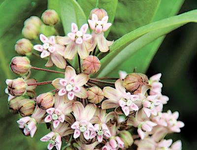 The white, milky sap of Asclepias syriaca, or common milkweed, would do most of us in if we ate it.