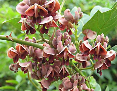 The tuber of Apios americana, or groundnut, is edible and might also be mashed and used as an effective poultice after a brown recluse spider bite, our columnist suggested.