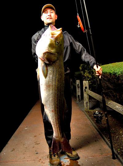 Mike Milano jumped into the lead in the Montauk SurfMasters tournament for striped bass over the weekend with this 38.08-pounder.