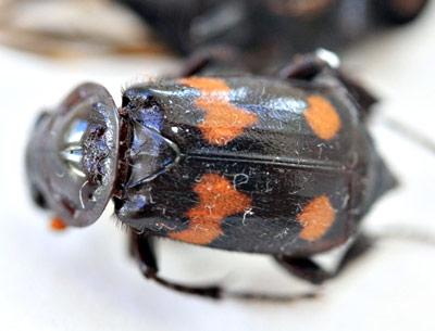 The federally-endangered American burying beetles found by Stuart Vorpahl in East Hampton recently are a species thought to be extinct in New York.