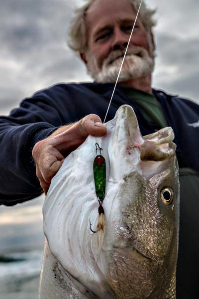 Steve Kramer of Montauk caught this 20-pound striped bass using a Hopkins lure that belonged to the late Percy Heath.