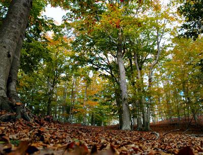 As autumns go, based on foliage aesthetics and nut production, this is one of the best.