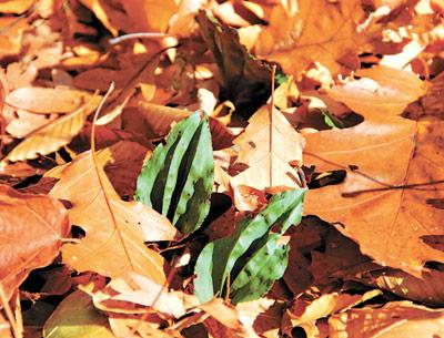 The leaves of the rare cranefly orchid peek out from the fallen leaves in Moore’s Woods in Greenport. The orchid flowers in the spring and leafs out in the fall.