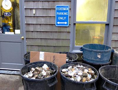 The empty shells filling the pails outside the Lester family’s shop off Abraham’s Path in East Hampton announce that the scallop season has begun.