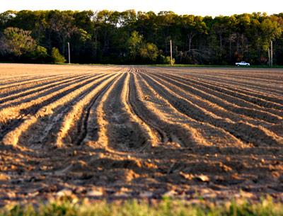 Once the glacier stopped its advance and began to retreat to the north, its meltwaters ran easterly to the Peconics and south to the sea, carrying with them fine soil particles to form alluvial fans that ultimately became flattish productive farmland.