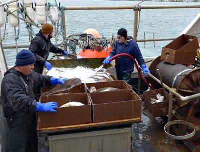 The crew of the Endorphin packed out the catch Sunday morning at Inlet Seafood. The vessel lost power and was towed by the Coast Guard to Montauk from 86 miles offshore near Atlantis Canyon.