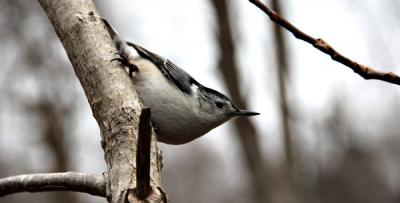 Among the 110 bird species spotted during the annual Christmas Count was the white-breasted nuthatch.