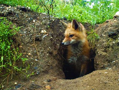 The Star’s nature columnist predicts that in 2014 the local red fox population will almost reach its peak before succumbing to the mange that thinned its population to near zero in the late 1990s.