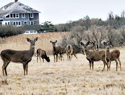 Wildlife advocates who oppose East Hampton Town and Village’s planned deer cull will hold a demonstration on Saturday.