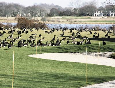 As per usual on the New York State Waterfowl Count, Canada geese stole the show, with one group counting at least 9,000 of them on the ponds from Bridgehampton to East Hampton.