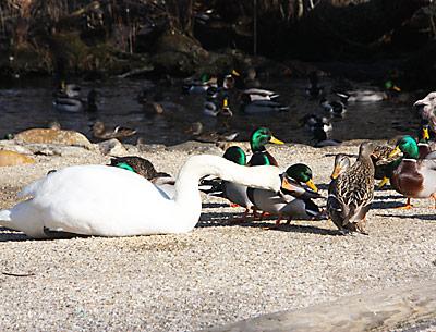 Mute swans like this one at the nature trail in East Hampton Village would be eradicated in the wild by 2025 under a proposed state plan.