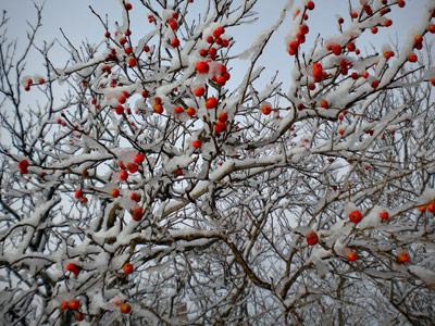 When other forage becomes scarce in winter, birds can turn to the berries that remain on shrubs despite a coating of snow and ice, such as the winterberry holly.