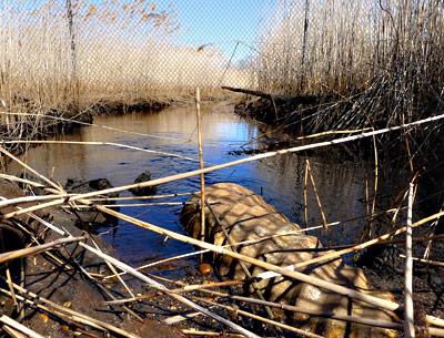 A dilapidated culvert on Alewife Brook in Northwest has blocked an annual fish-spawning run to Scoy Pond.