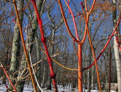 Snakebark maple Phoenix.