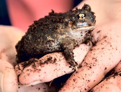 The spadefoot toad digs itself out of the earth and begins its nonstop “crowing” in temporary ponds like the ones found in the slacks between dunes in Amagansett.